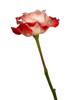Роза Эквадор CABARET 40-50см | Купить розы в Челябинске