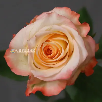 Розы Кабарет дешево оптом и в розницу | Купить букет роз в Кинешме