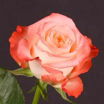 Букет 25 премиальных роз Cabaret купить за 7 350 руб. с круглосуточной  доставкой | Мосцветторгком