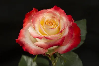 Rosa Cabaret Ecuador 🥇 - Fincas de rosas