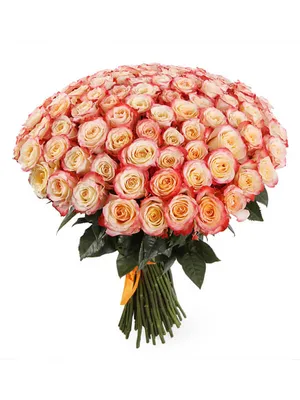 Розы Cabaret 15 шт доставка в Уфе | «МосРозаОпт»
