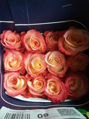 Букет из 101 розы Кабарет 60 см (Эквадор) Premium купить в Твери по цене  20200 рублей | Камелия