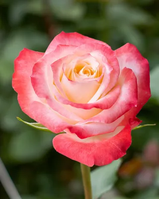 51 роза Кабаре | купить недорого | доставка по Москве и области