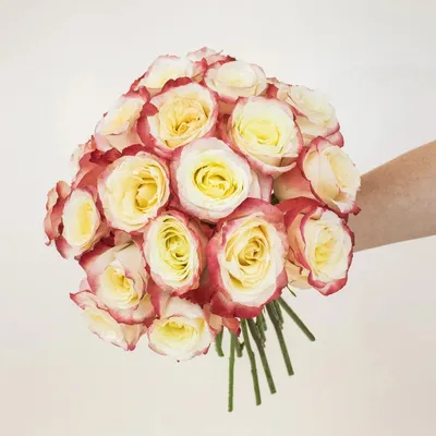 Купить розы Кабарет оптом в СПб ✿ Оптовая цветочная компания СПУТНИК