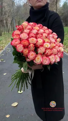 Роза Кабаре 80 см