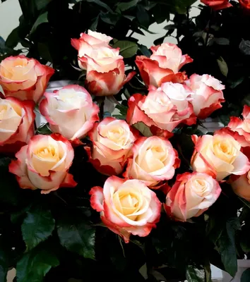 Роза Кабаре (ч.-гибрид,розово-желт)