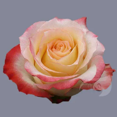 Букет 15 премиальных роз Cabaret купить за 4 900 руб. с круглосуточной  доставкой | Мосцветторгком