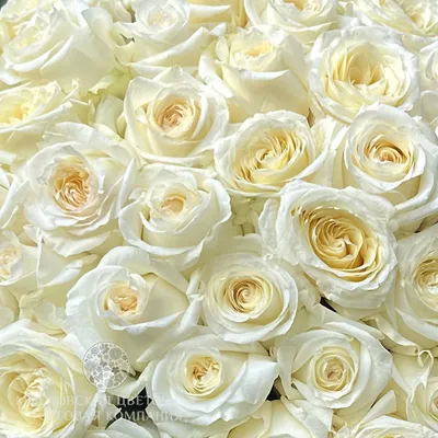 Букет Мечты, 51 роза Кэндллайт купить за 17 990 руб. с круглосуточной  доставкой | Мосцветторгком