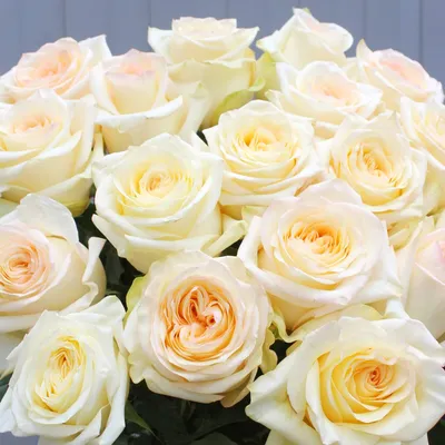Эквадорские розы 😍 Сорта «Канделайт »😍😍😍 Букет на заказ☺️ Доставка до  дверей 🚚 Фото отчёт перед отправкой📸 | Instagram