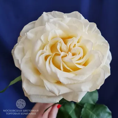 Роза Эквадор, сорт «Кэндллайт» | Цветочный Союз