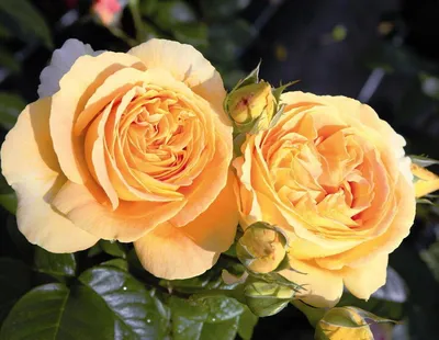 Купить белые розы Кэндллайт в СПб | Оптовая цветочная компания СПУТНИК