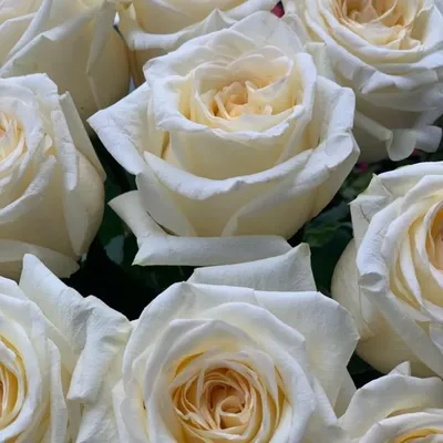 Роза Канделайт 50 см - Студия флористики LUTIK