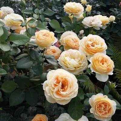 Роза Эквадор, сорт «Кэндллайт» | Цветочный Союз