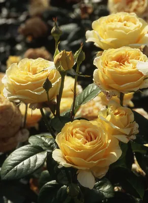 Роза чайно-гибридная Кэндллайт (Candlelight) - «Расстроилась, получив эту  розу пересортом, но растение стало гордостью моего сада. » | отзывы