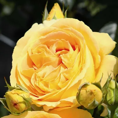 Заказать букет цветов БУКЕТ M-1014 в Самаре с доставкой – от «Цветы в кубе»  🌺