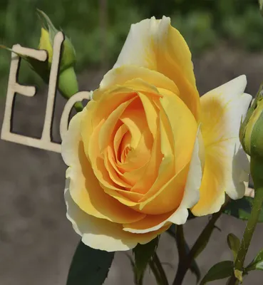 Свадебный букет из розы сорта Канделайт. Доставка по Жлобину и району