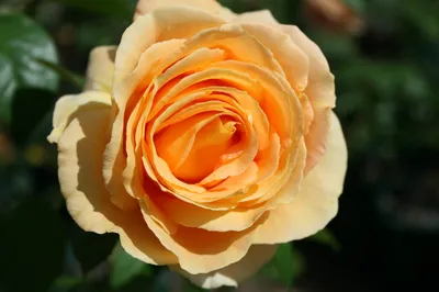 Волшебная роза Канделайт, с потрясающим раскрытием бутона💚🌿 | Instagram