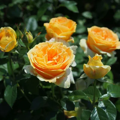 Купить букет «Пионовидные розы Канделайт » с доставкой в Тюмени – Цветы  Событий