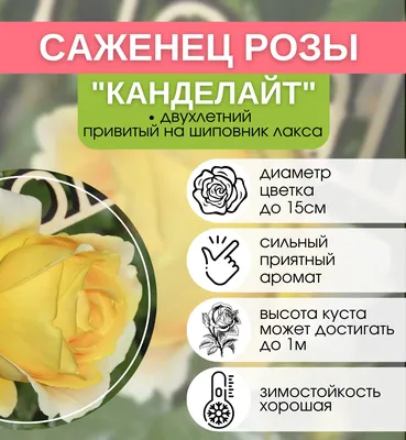 БУКЕТ ИЗ 17 РОЗ КРЕМОВОЕ БЕЗЕ — С розами с доставкой в Великом Новгороде