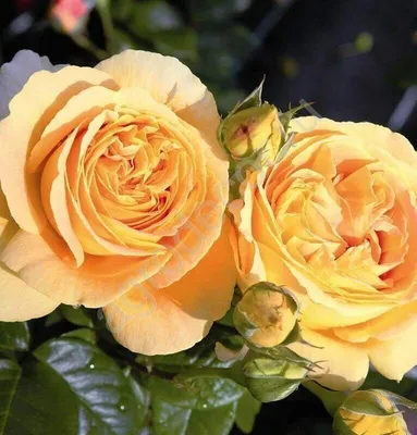 Характеристики модели Букет из пионовидных роз Канделайт (Эквадор) — Цветы,  букеты, композиции — Яндекс Маркет