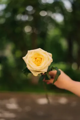 Купить Французская кустовая пионовидная роза 50 см, белая в Новосибирске:  заказать букет по выгодной цене в интернет-магазине Сказка Флора