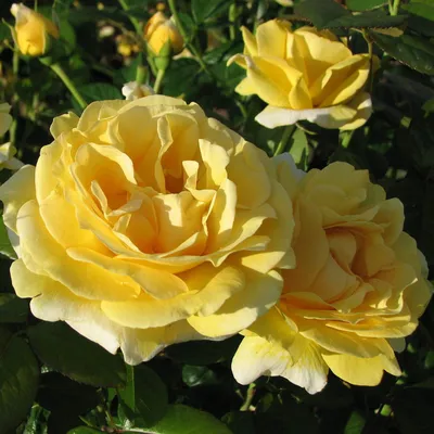 Ароматные и пышные розы Condlelight купить в Гродно по выгодной цене с  доставкой