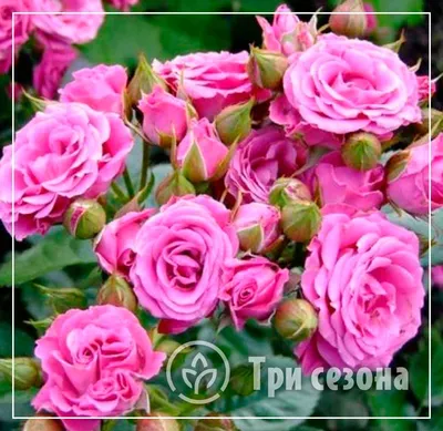 Роза спрей \"Капелька сиреневая\" купить саженцы в Нижнем Новгороде.