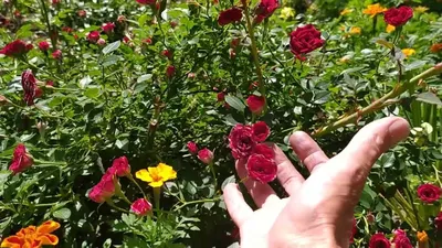 Сорт розы Капелька - впечатления неоднозначные - YouTube
