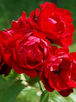 Компаньоны для роз, которые я сажаю в своём саду | Капелька на даче | Дзен