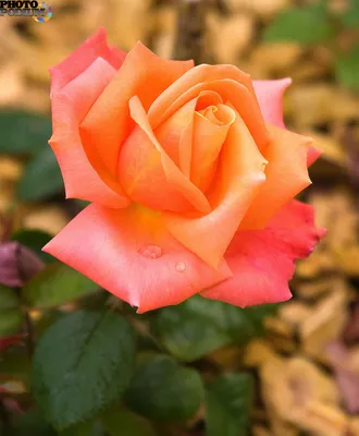 Красная Роза Красивая Капельки - Бесплатное фото на Pixabay - Pixabay