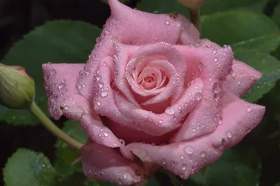 Саженцы розы \"Капелька фіолетова\" від інтернет-магазину «Файний сад»  1435358707
