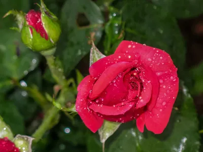Красная роза с капелька и росы» — создано в Шедевруме