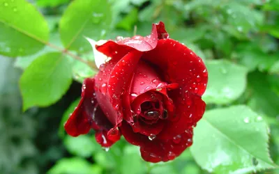 Кто обожает розы? Красивые …» — создано в Шедевруме