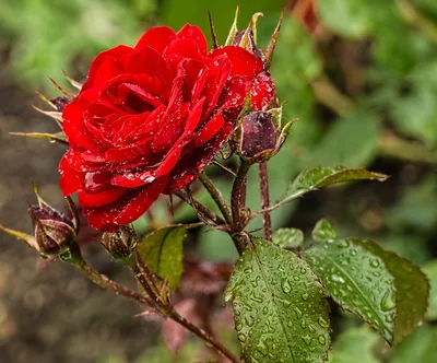 Прозрачная капелька: отражение солнца и глубина в лепестках розы» — создано  в Шедевруме