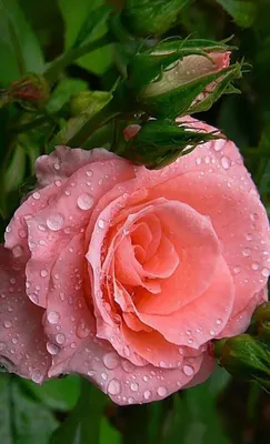 Онлайн пазл «Роза после дождя»