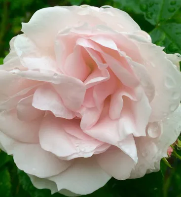 Мой сад 29 июня. Зацвели розы | Капелька на даче | Дзен