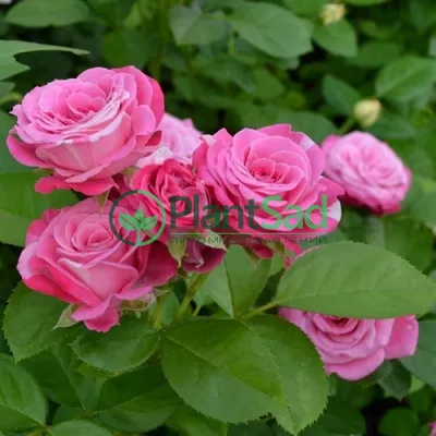 Купить Букет из роз «Капелька счастья» с доставкой в Томске - Городские  цветы