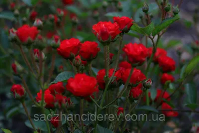 Роза в росе (58 фото) - 58 фото
