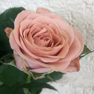 Купить «Роза капучино» с доставкой в Чите - «Flowers World»