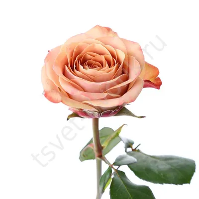 101 роза капучино – купить с бесплатной доставкой в Москве