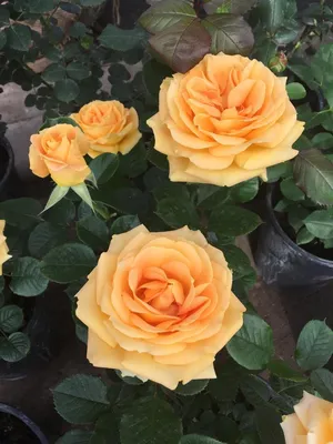 Букет из роз Капучино - заказать доставку цветов в Москве от Leto Flowers