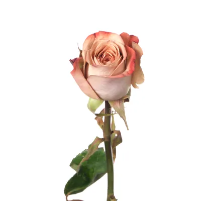 Роза капучино букет Dakota flora | Интернет-магазин цветов dakotaflora.com