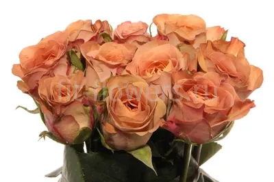Rose capuchino Роза капучино | Flowers, Plants, Rose