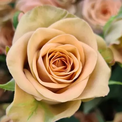 Букет кустовых роз \"Капучино\" (Кустовая роза) с доставкой | СтудиоФлористик