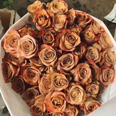 31 роза «Капучино» с эвкалиптом цена 4 770 грн купить букет с доставкой по  Львову - Kvitna - Роза, Эвкалипт Бежевый