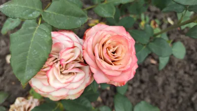 Капучино (Cappucino) - Чайно-гибридные розы - Розы - Каталог