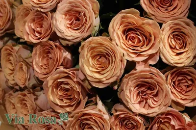 Купить букет с розами Капучино и эвкалиптом с доставкой по Москве.  Rozaexpress.ru