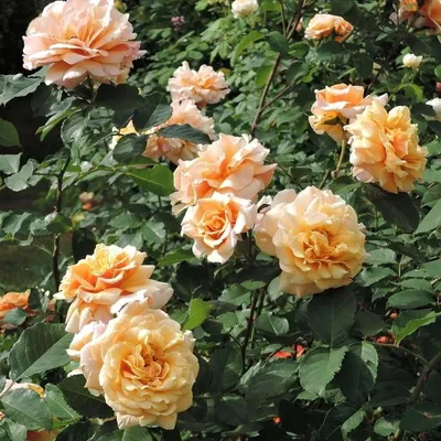 Карамелла (Caramella) - Розы Шрабы - Розы - Каталог