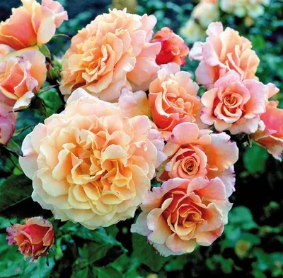 Роза Caramella - Kordes (Германия) - купить online | Магазин «Мой Сад»