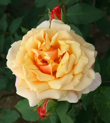 Роза парковая Карамелла – купить за 350 руб.